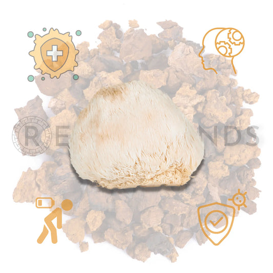 Miraculous Effects of Lion's Mane and Birch Chaga Mushrooms